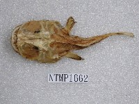 藏品(鮟鱇)的圖片